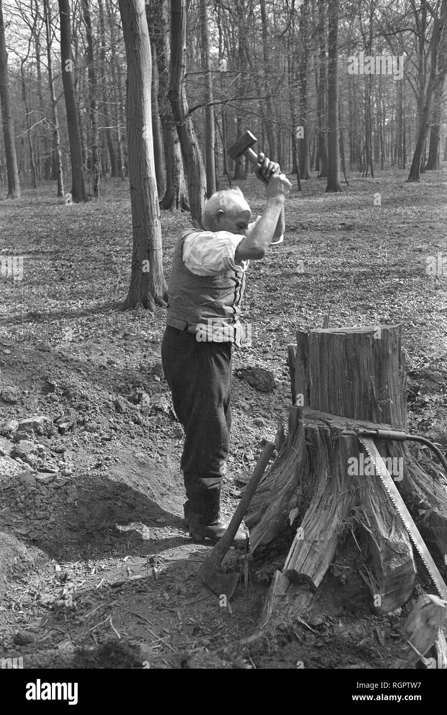 L'homme de couper un morceau de bois dans une forêt, bois, 1947, près de Leipzig, Saxe, Allemagne, la RDA Banque D'Images