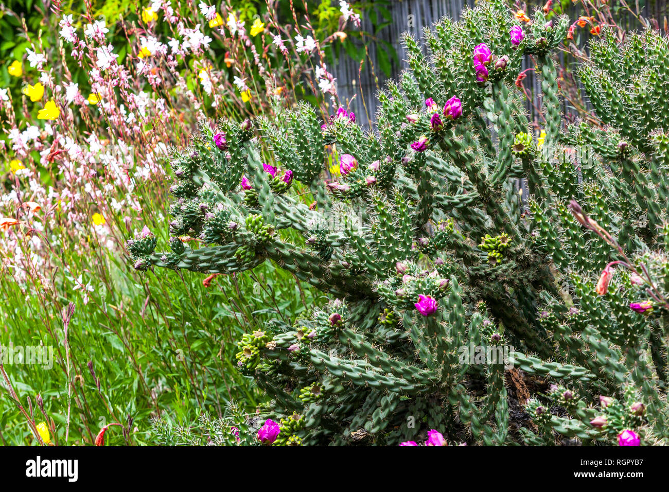 Arbre Cholla Cylindropuntia imbricata plante de jardin succulente Banque D'Images