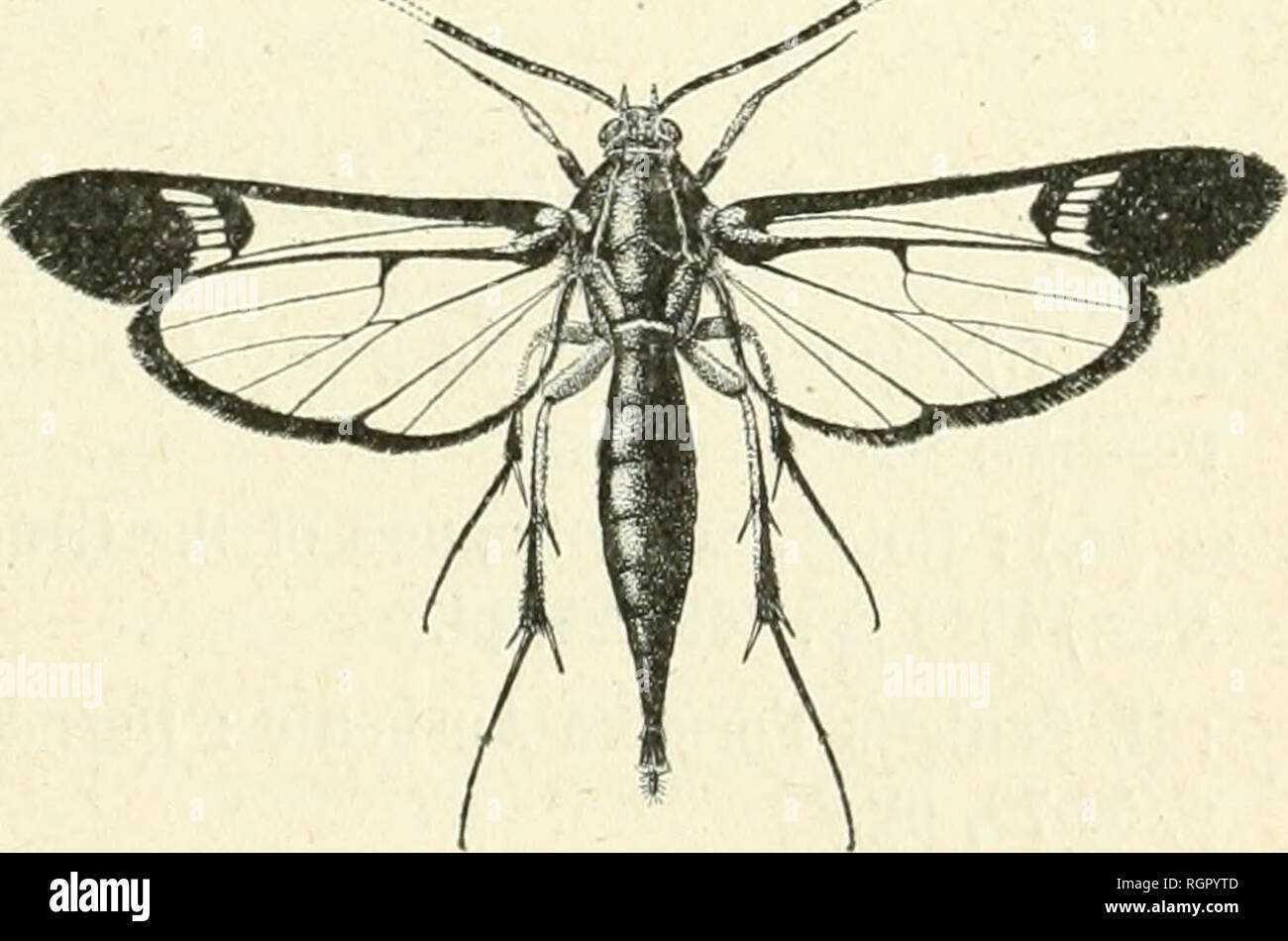 . Bulletin de la SociÃ©tÃ© entomologique de France. L'entomologie. SÃ©ance du 9 avril 1913. 167 prochreaent encore plus Ã©troit avec Thehjcliartd, puisque les soies, y compris les soies acrosticales, y ont un aspect et une disposition identiques. La forme africaine une Apollenia correspondrait donc la forme de l'indo-orientalo Thelychaeta. Description d'une espÃ¨Aegeriidae «Ã ce malgache [LEP. Hkterocera] par F. Le Cerf. Opalimargo Sesia, n. sp. Â TÃªte petite, noir-bleu brillant sur le vertex, avec le front noir nacrÃ© portant en avant des yeux une amende liture blanche ; une frange poils rouge brique n Banque D'Images