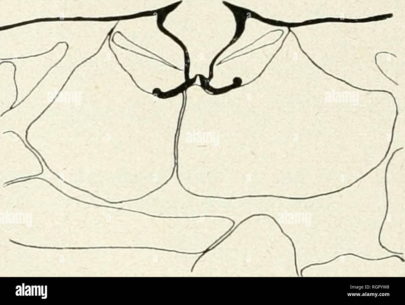 . Bulletin de la Société botanique de Genve. Les plantes ; les plantes -- Suisse. Fig-. 112. - Thea sinensis. La section transversale équatoriale : Fig. 113. - Thea sinensis. La section transversale équatoriale.. Veuillez noter que ces images sont extraites de la page numérisée des images qui peuvent avoir été retouchées numériquement pour plus de lisibilité - coloration et l'aspect de ces illustrations ne peut pas parfaitement ressembler à l'œuvre originale.. Société botanique de Genve. Genve, [Suisse]  : Société botanique de Genve Banque D'Images