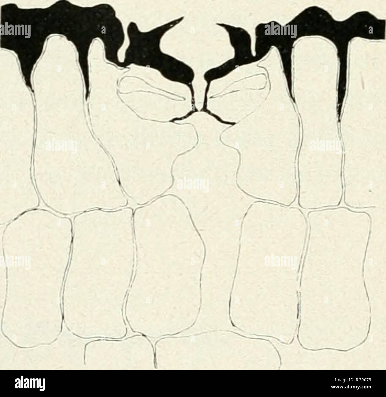 . Bulletin de la Société botanique de Genve. Les plantes ; les plantes -- Suisse. 330 BULLETIN DE LA SOCIÃTÃ BOTANIQUE DE GENÃVE ICAGINACÃES VlLLARESIA (86) CONGONHA Miei'S. Cette plante, souvent©e e.s comme falsification de Vllex matÃ©-, un Ã©tÃ©, pour cette raison, dÃ©jÃ Ã©tudiÃ©e par Monsieur le professeur A. Lendner1 ; ce dernier nous donne, dans son travail, quelques figures du Villaresia congonha de stomates qui rappellent beaucoup relui de Buxus, j'ai retrouvÃ© tous les caractÃ¨res citÃ©s par cet auteur, un seul, cependant, me paraÃ®t nouveau, c'est la prÃ©sence, du cÃ'tÃ© de la chambre sous-s Banque D'Images