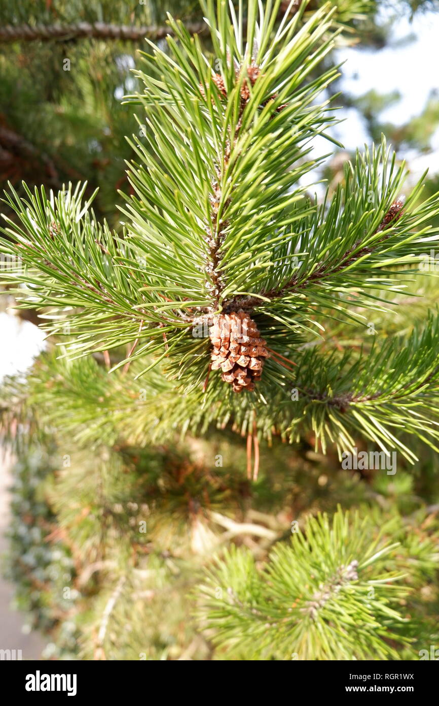Petit arbre buisson avec de petits cônes de pin growing Banque D'Images