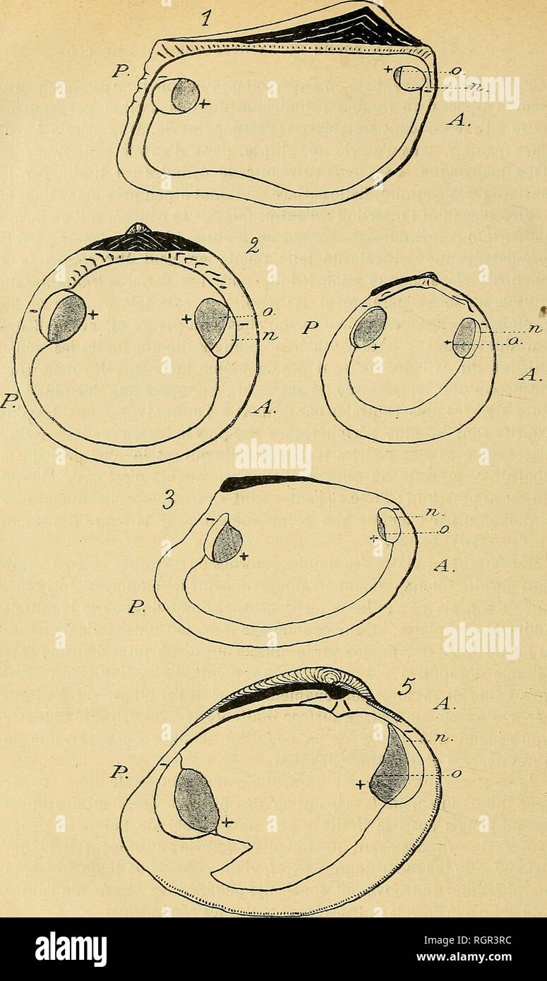 . Bulletin de la SociÃ©tÃ© philomathique de Paris. La SociÃ©tÃ© philomathique de Paris ; la science. A. ExtrÃ©mitÃ© antÃ©rieure. Â P. ExtrÃ©mitÃ© postÃ©e-Riem. Â n. Partie nacrÃ©e. 0. Partie opaque. Â - +-. RÃ©gion Ã les fibres plus longues â â RÃ©gion Ã les fibres plus courtes. Fig. 1. Forme de l'insertion des adducteurs chez Arca tetragona (Lmck). 2 porcs. Â Â Â Pectunculiis glycimeris (Linn). Figl 3' â â â Anodonta cygnea (Linn). Fig'  4'.   Cardhim norivegicum â â (Speng). Figl 5.     {Â Venus mercenaria Linn.). Veuillez noter que ces images sont extraites de la page numérisée des images qui peuvent avoir bee Banque D'Images