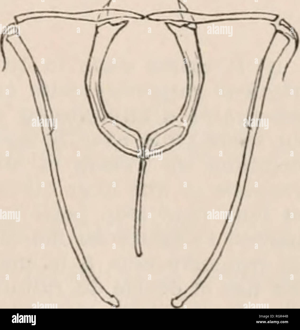 . Bulletin de la SociÃ©tÃ© zoologique de France. Zoologie. DU 23 DÃCEMBRE SÃANCE j913 327 {phylus Enteroplea pour Harring qui le place à tort dans ses Dicranophorinae), qui ça passai e^incudÃ type ua© et aux en- planchna. Par sa forme extÃ©rieure, le grand dÃ©veloppement des oreillettes et de la ceinture circumapicale dans l'appareil rotateur, ainsi que de l'appareil rÃ©tro-cÃ©rÃ©bral, notre espÃ¨ce est la moins Ã©voluÃ©e des Diglena et montre une certaine ressemblance avec les Notom- mata. Je rappellerai que j'y ai trouvÃ© deux types d'individus, les uns (provenant de Bourg-en-Bresse, Ain), ay Banque D'Images