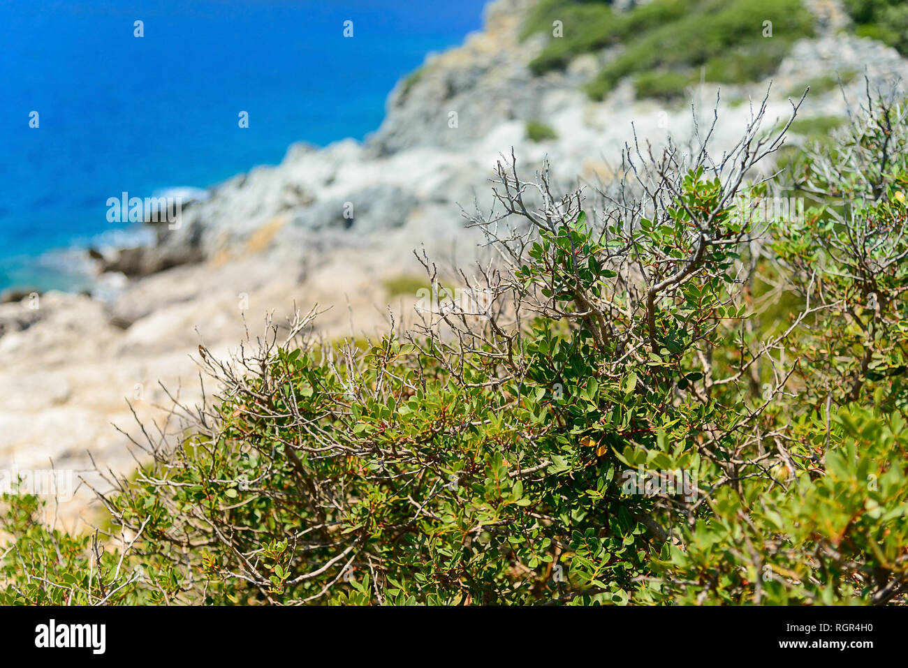 Branches noueuses d'un buisson avec de petites feuilles, contre un arrière-plan flou de la montagne et la mer Banque D'Images