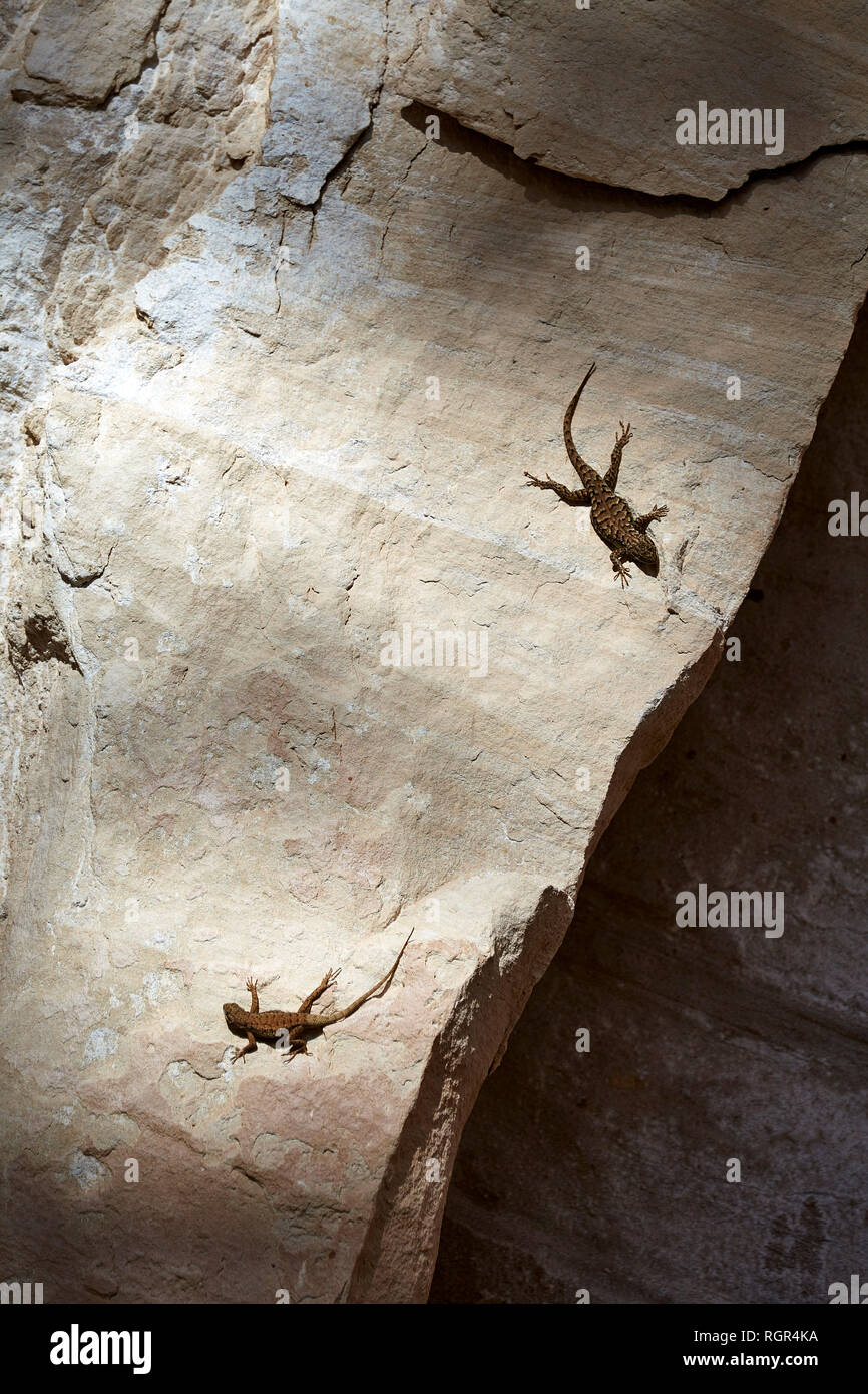 Paire de lézards dans Canyonlands National Park, Utah, USA Banque D'Images