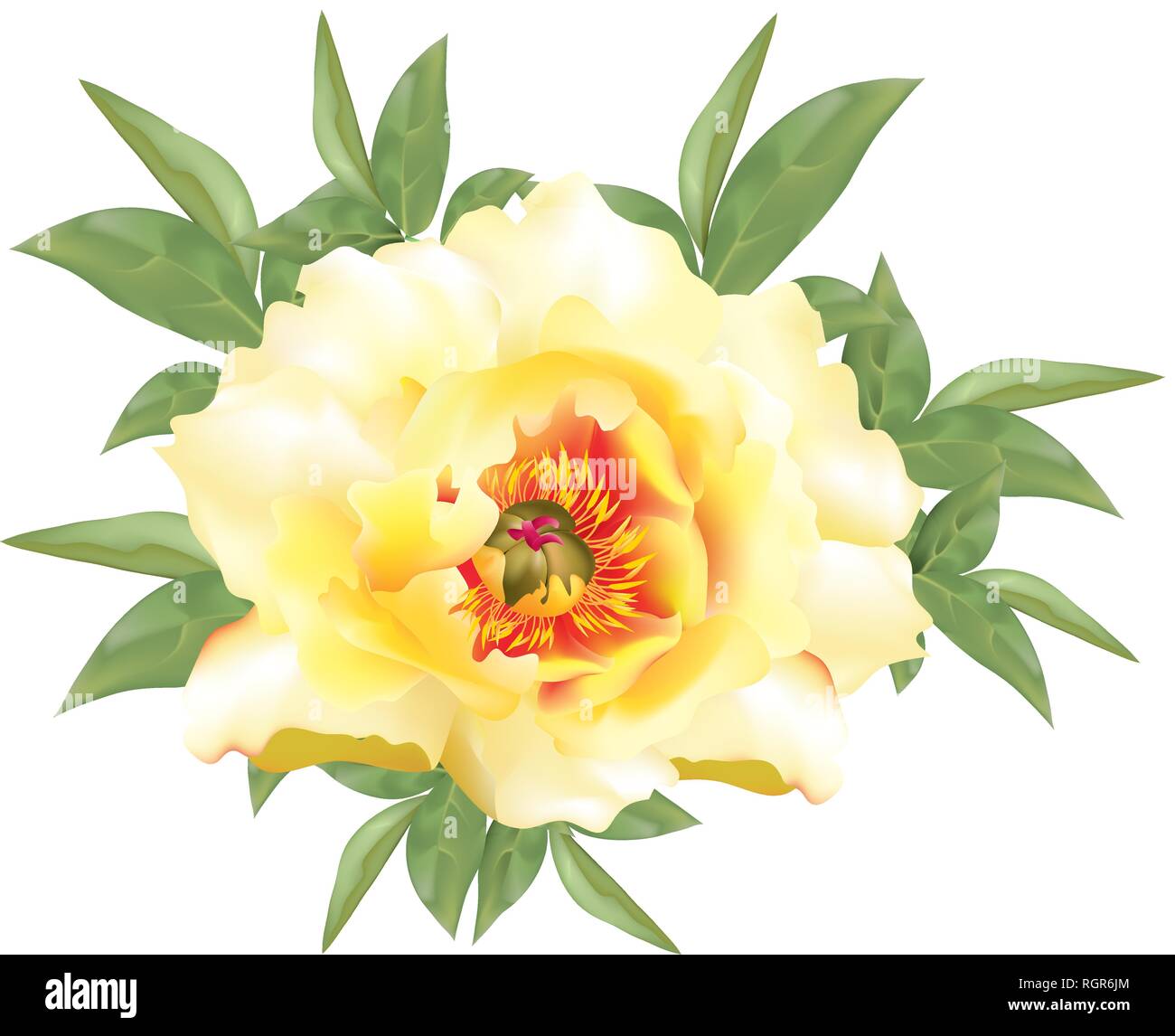 Belle floraison des pivoines jaune Illustration de Vecteur