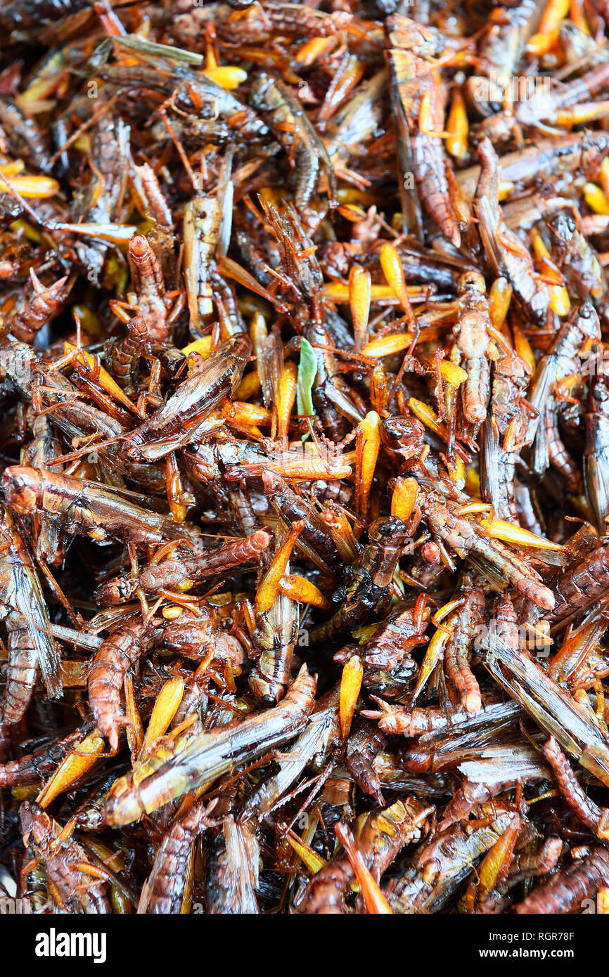 Les sauterelles frites, Chillva Marché, Phuket, Thaïlande Banque D'Images