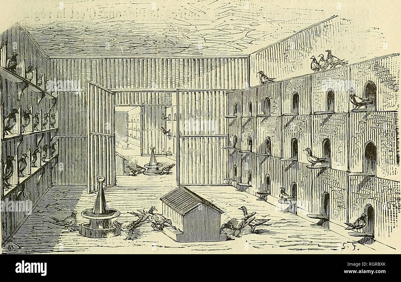 . Bulletin de la SociÃ©tÃ© d'acclimatation. La SociÃ©tÃ© d'acclimatation ; Animaux ; zoologie, botanique, économique, Économique. LES COLOMBIERS MILITAIRES. 819 L'humiditÃ© et la vermine sont les deux ennemis les plus redoutables du colombier ; et, lorsqu'ils l'envahissent, l'ils cau- envoyé souvent une mortalitÃ© effrayante parmi les pigeonneaux. L'encombrement d'un grand nombre de pigeons dans une mÃªme chambre produit rapidement une grande accumulation de colombine, et partant une grande humiditÃ©, si pernicieuse tant au nourrisson qu'Ã l'oiseau adulte.. Fig. 10. Pigeonnier â modÃ¨le. Pour prÃ©server les pig Banque D'Images