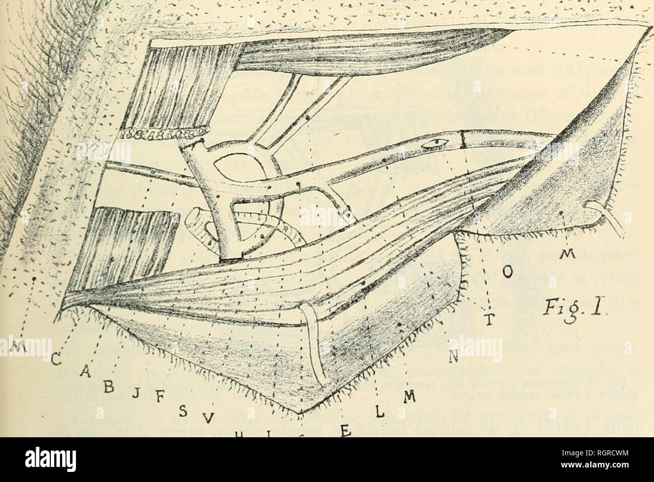 . Buletinul Societii de ciine din Bucureci, Roma  = Bulletin de la Soci des sciences de Bucarest, Roumanie. La science. SCIINfE SOCIETAflÃ¯ BULETINUL DE 2837 s' pe partie stÃ¢ngÃ ¢ une tuluÃ¯ (gÃ¢gÃ¢canalul toracic sindu-se tot-de- aceastÃ pe una parte) ¢ pÃ¢nÃ¢ la extremitatea superiorÃ sternuluÃ¯ ¢, l'UEDN se incisiune perpendicularÃ face un doua¢ pe Ã®ntÃ¢ia. Tegumentul Indoindu-se, se pune Ã®n o triunghiulara evidentÃ ¢ regiune de muschiul sternomastoidian formata pe partie interne, muschiul mastoidian sterno-cleido- Ã®n afarÃ muschiul marele si ¢ Ã®n pectorales jos. Dans triunghiÃ¹ acest, dupa ce se ta Banque D'Images
