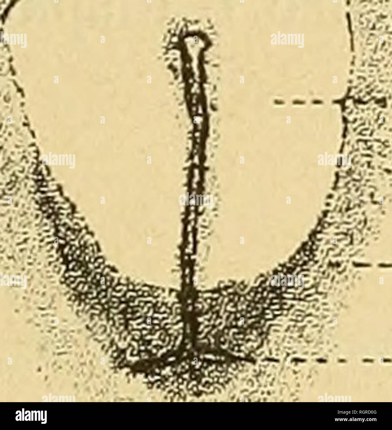 . Bulletin de la SociÃ©tÃ© philomathique de Paris. La SociÃ©tÃ© philomathique de Paris ; la science. ÃTUDES SUR LA CORRÃLATION EMBRYONNAIRE Hl tien constante chez les embryons de pintade (Numida meleagris L.). Il commence Ã se dÃ©velopper de trà s¨bonne heure, pendant que l'aire transparente de conserver encore sa forme circulaire, â et ne provoquer aucune moditication dans la structure de l'affaire Taire opaque (fig. 7). D'autre part, on peut citer des cas oÃ¹ taire transparente se mo-. -- CL. tu. CL.O. ,J'^ ^- Â"j'^t : a.o . - - - Rt), ch. Fig. 6. Â embryon de poule. Let- tres comme pour les chiffres prÃ©cÃ©- dentes. Ca Banque D'Images