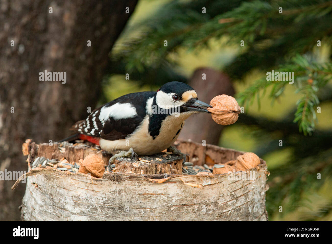 Pic, homme, (Dendrocopos major) Banque D'Images