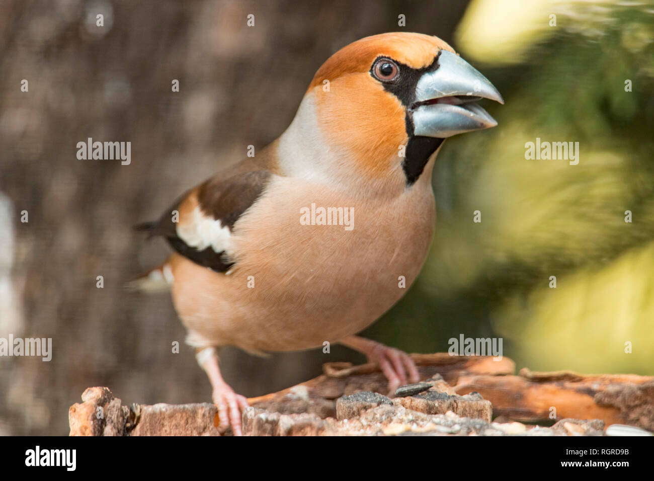 (Coccothraustes coccothraustes hawfinch,) Banque D'Images