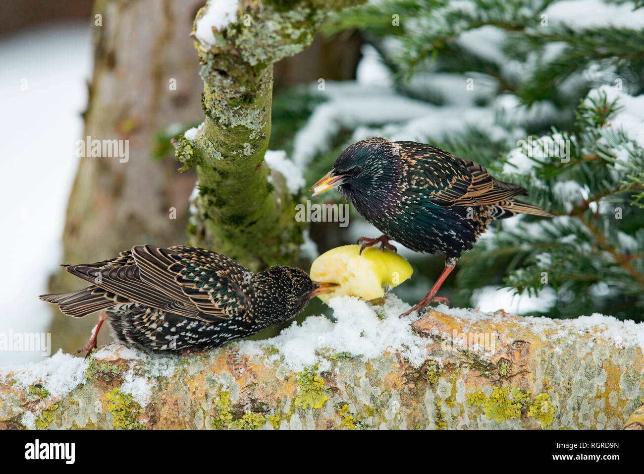 Les étourneaux, commune (Sturnus vulgaris) Banque D'Images
