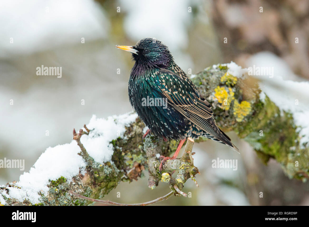 Étourneau sansonnet (Sturnus vulgaris), Banque D'Images