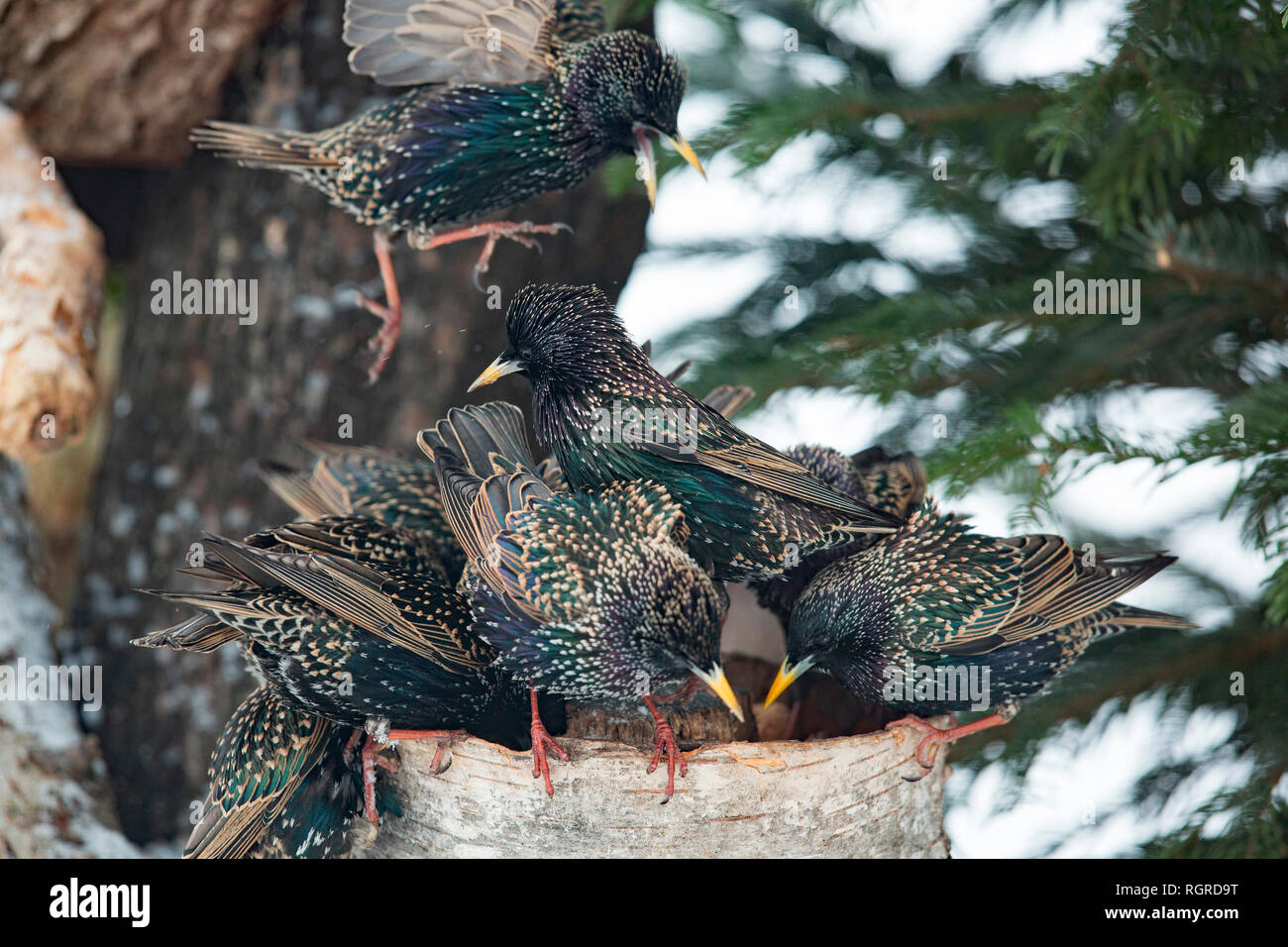 Les étourneaux, commune (Sturnus vulgaris) Banque D'Images