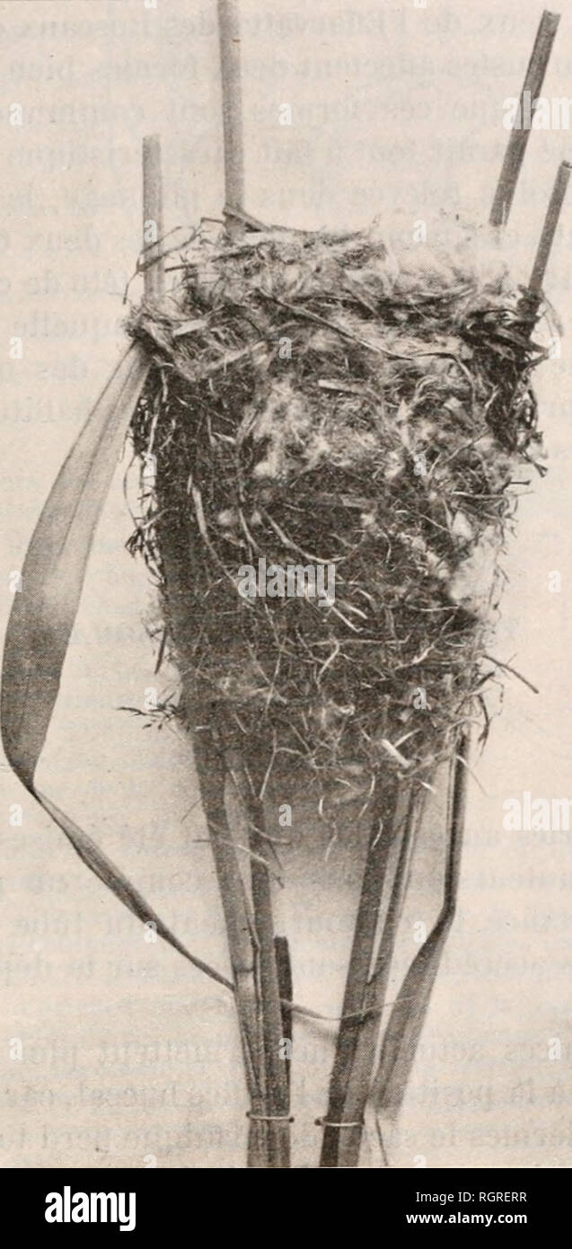 . Bulletin de la SociÃ©tÃ© zoologique de France. Zoologie. DU 23 FKVRIF SÃANCE.R l !)04 69 le premier de forme sphÃ©rique, lilas, le second de forme oblongue, dans une symphorine ; les mÃªmes matÃ©riaux se retrouvent dans les deux, principalement des tiges d'herbe et la cavitÃ©s ont la mÃªme largeur et la mÃªme profondeur ; l'intÃ©rieur est tapissÃ© uniquement avec des tiges d'herbe trà¨s des amendes. On ne trouve jamais de crins dans les nids d'ElÃ¯arvatte.. FiG. 5 Les deux nids (tig. 1 et 2) provenant des bateaux et des bords de l'Oise, prÃ©sentent des formes similaires aux jnv 3 et 4. Ils sont presqu'u Banque D'Images