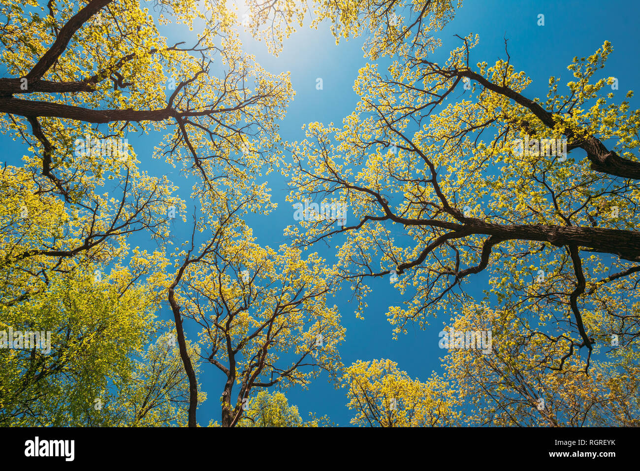Couvert de grands arbres avec les jeunes feuilles au printemps. La lumière du soleil du printemps dans la région de branches de bois dans la forêt de feuillus. La belle nature. La beauté dans le Nat Banque D'Images