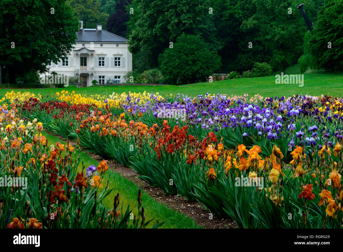 Deutsche Iris, Garten der Villa Merian, Bâle, Gruen 80, Schweiz, Europa, Iris x germanica Banque D'Images