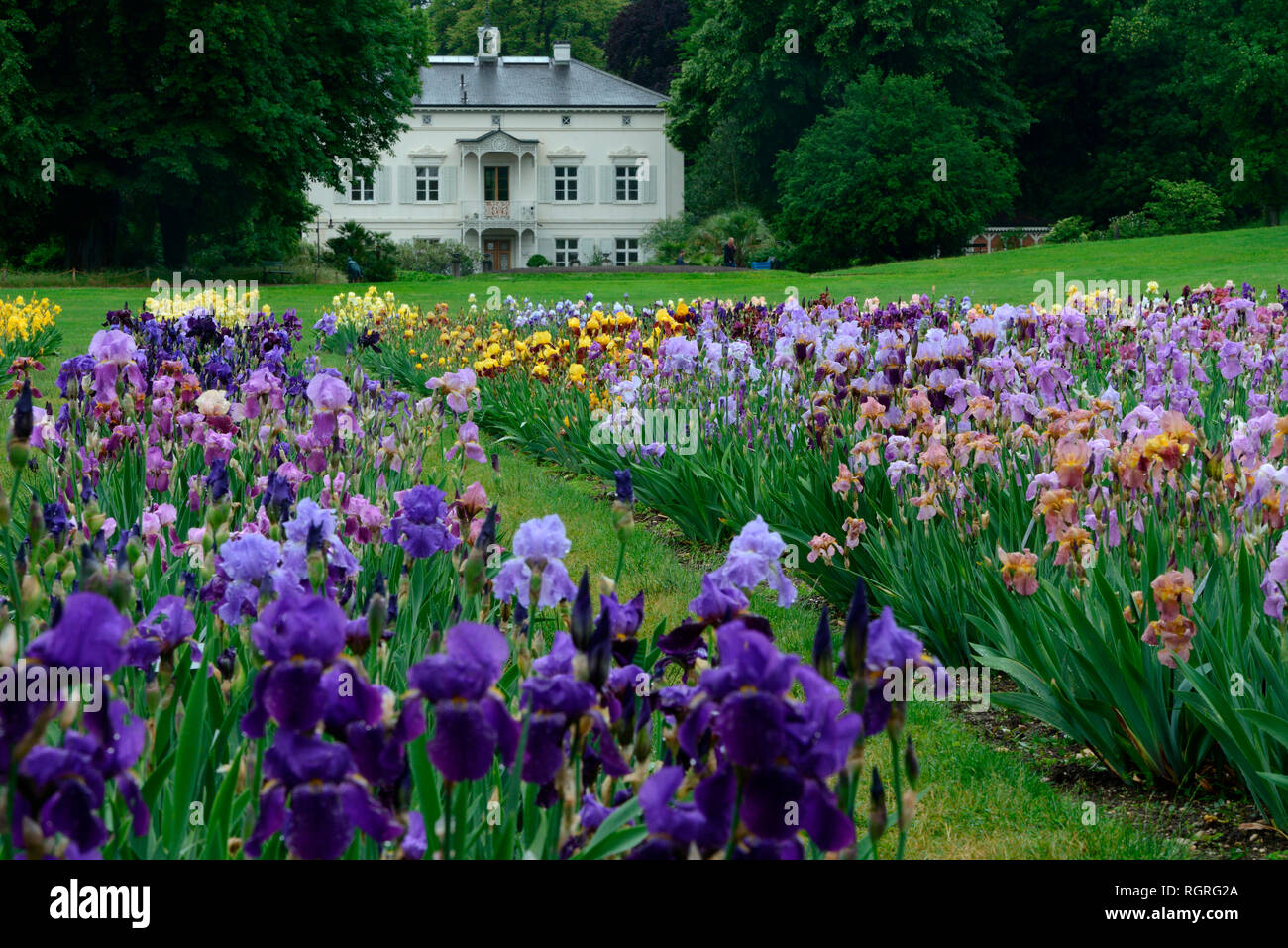 Deutsche Iris, Garten der Villa Merian, Bâle, Gruen 80, Schweiz, Europa, Iris x germanica Banque D'Images