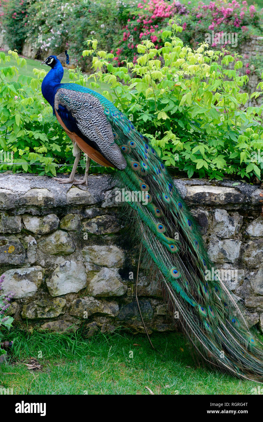 Pavo cristatus Blauer Pfau, Banque D'Images