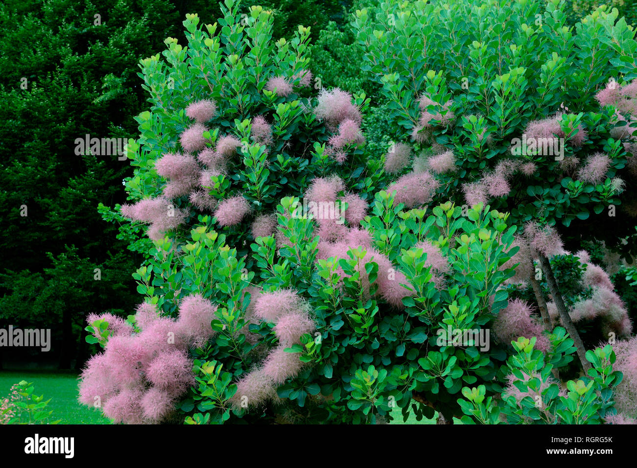 Perueckenstrauch, (Prunus serrula) Banque D'Images