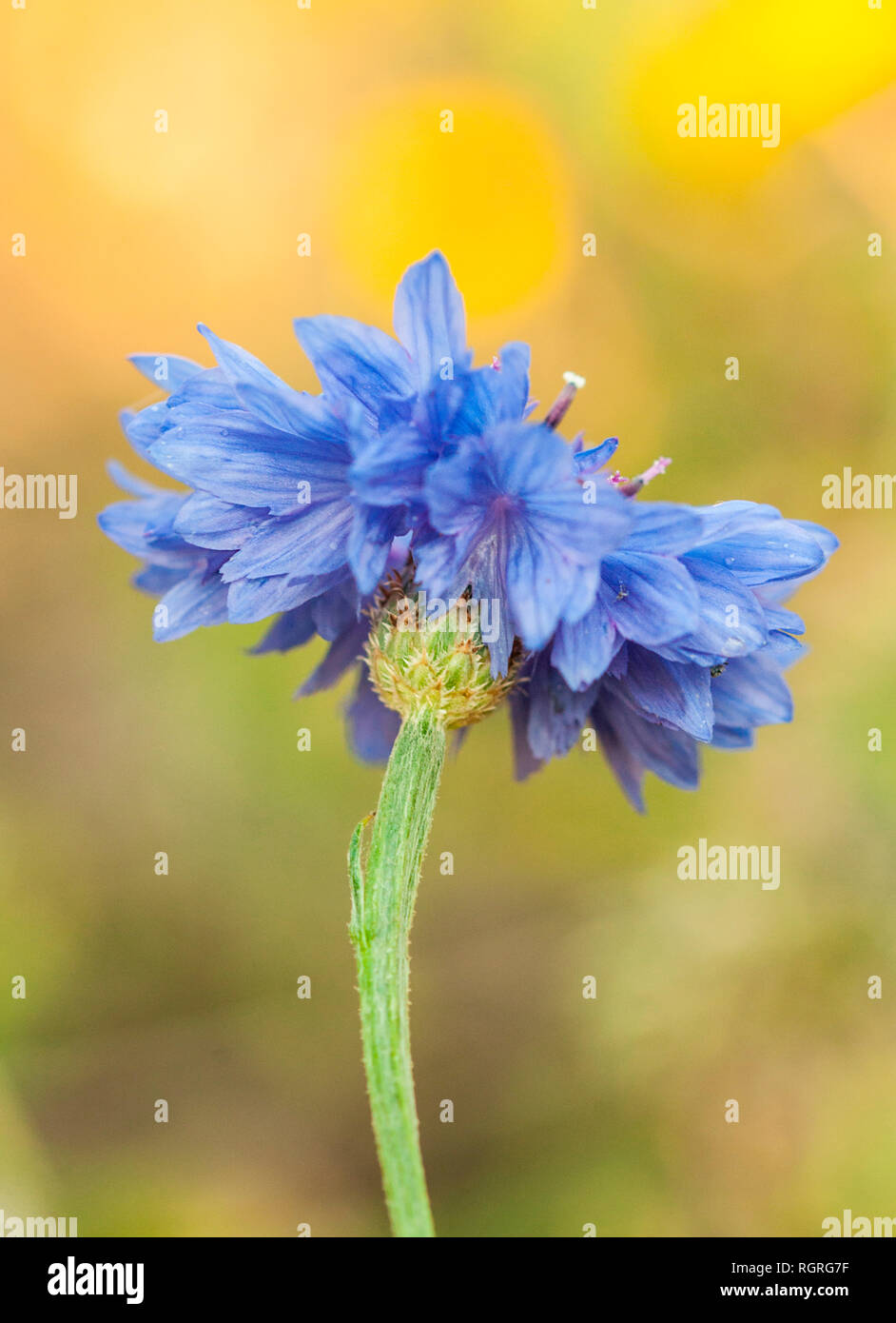 Bleuet, Centaurea cyanus, Europe Banque D'Images