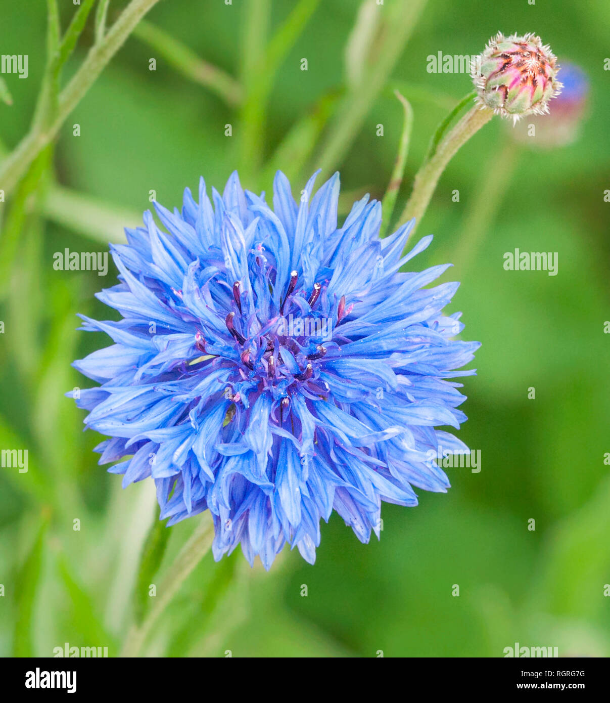 Bleuet, Centaurea cyanus, Europe Banque D'Images