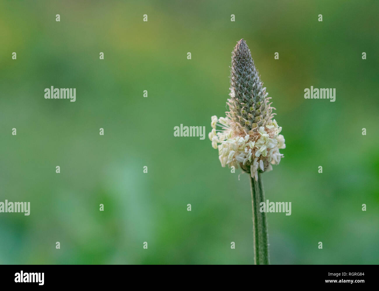 Plantain lancéole, Europe, Plantago lanceolata Banque D'Images