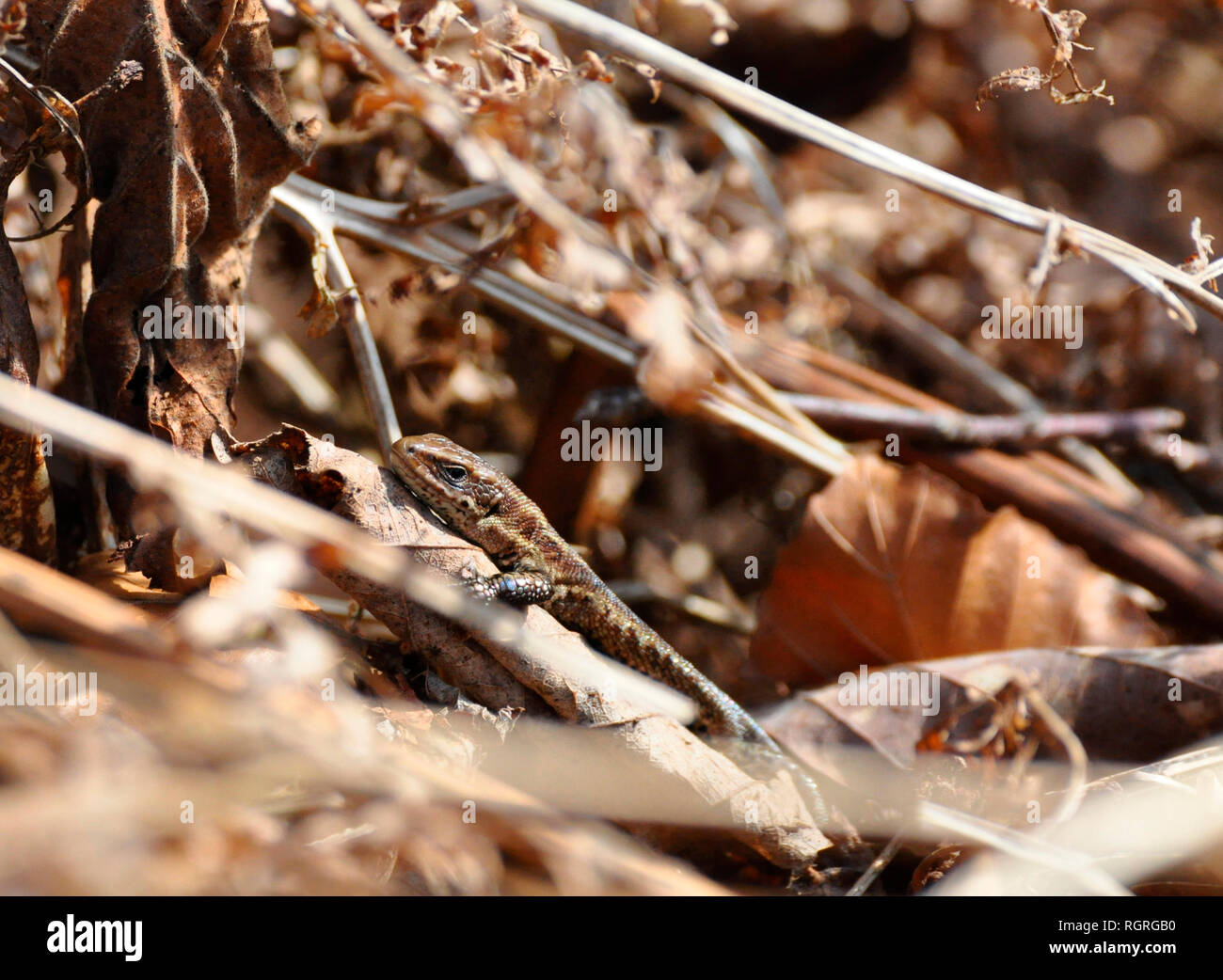 Lézard commun, Elfringhausen, Rhénanie du Nord-Westphalie, Allemagne, Europe, Lacerta vivipara Banque D'Images