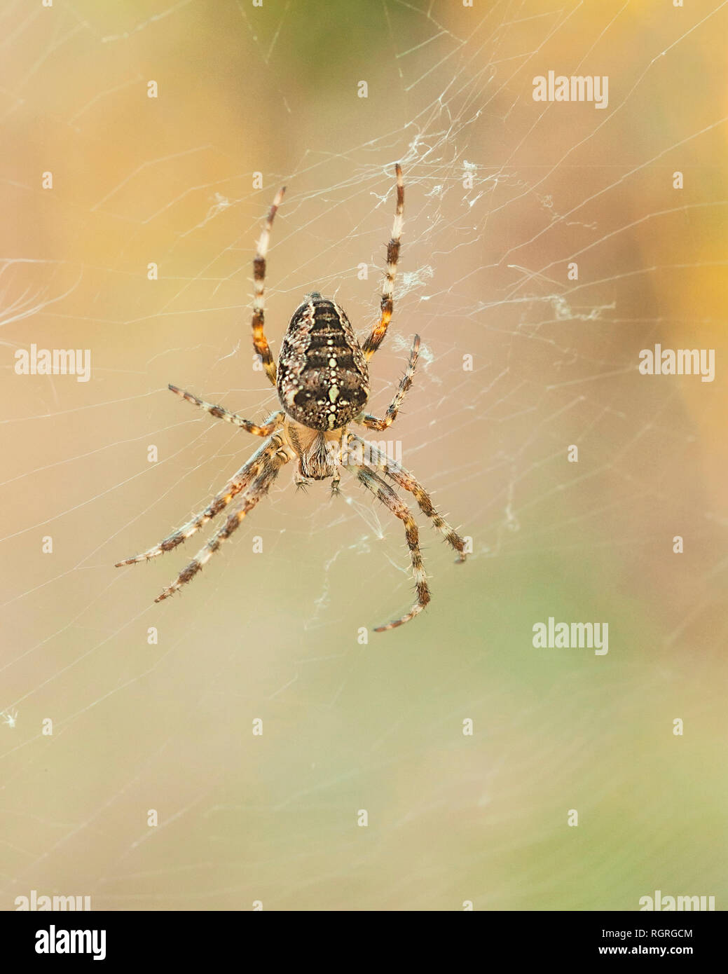 Jardin Araignée Araneus diadematus, l'Europe, Banque D'Images