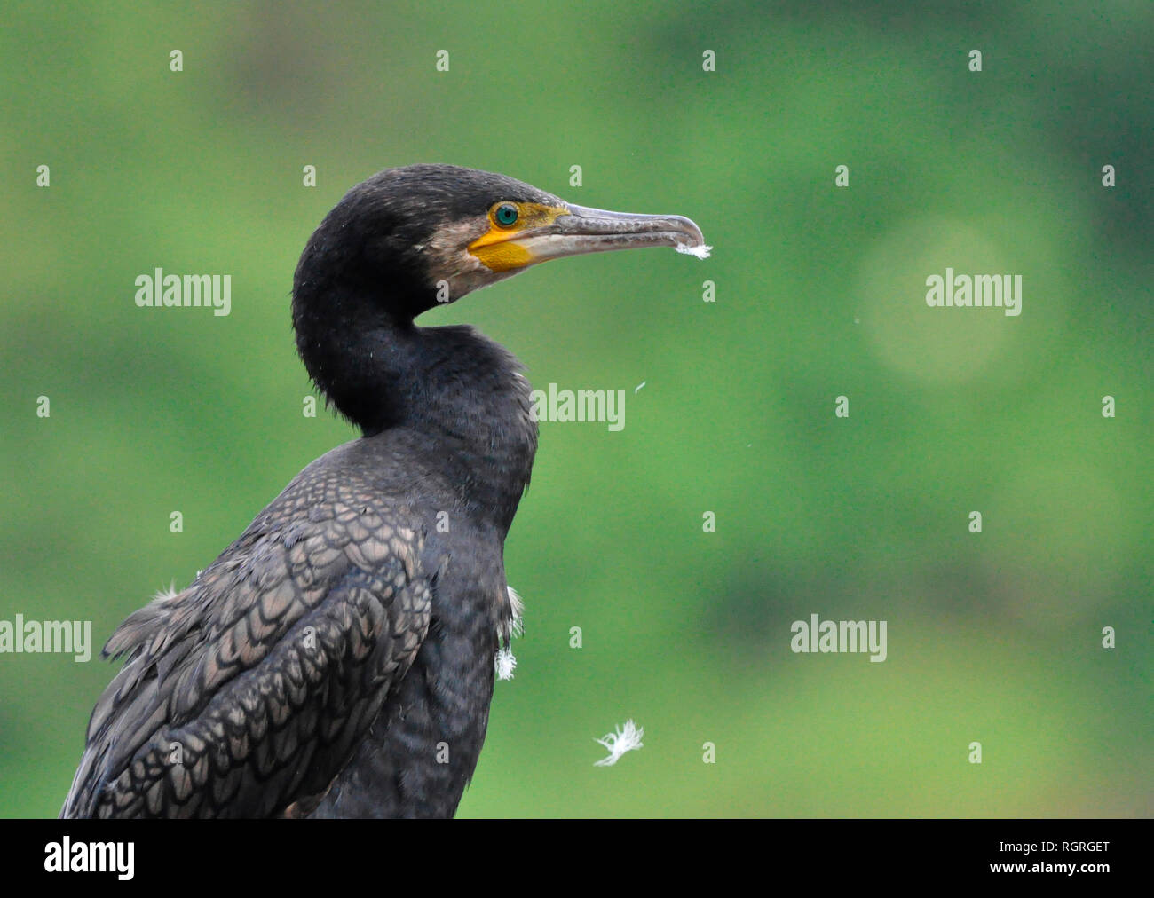 Cormoratn Abtskuecher, étang, Heiligenhaus, Rhénanie du Nord-Westphalie, Allemagne, Europe, Phalacrocorax carbo Banque D'Images