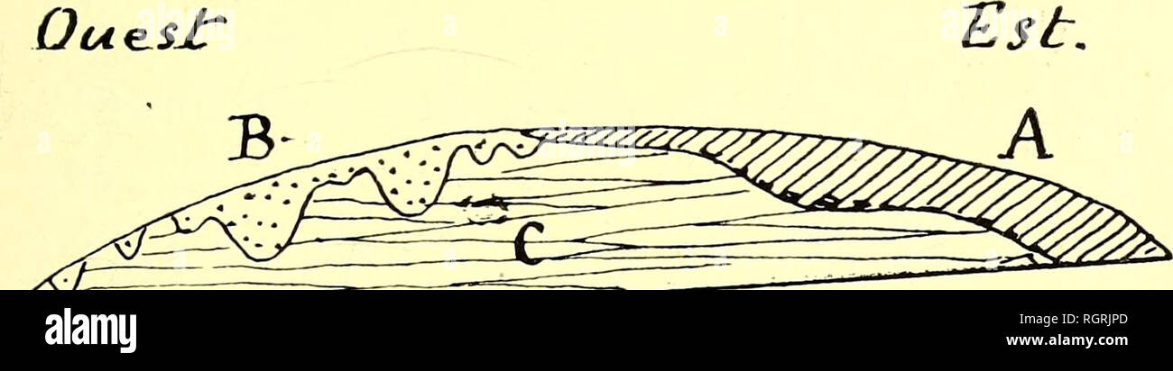 . Bulletin de la SociÃ©tÃ© belge de gÃ©ologie, de palÃ©ontologie et d'hydrologie. La géologie, la paléontologie. DES CHAMPS DE SILEX. 73 Warquignies, Ã la tranchÃ©e de la voie ferrÃ©e reliant Warquignies Ã Saint-Ghislain. Cette tranchÃ©e, dirigÃ©e exactement est-ouest, coupe une petite Ã©mi- nence sÃ©parant le ruisseau d'Autreppe du ruisseau de hanneton, dont la vallÃ©e trà s¨¨profonde et trà s encaissÃ©e se trouve plus à l'ouest. Cette tranchÃ©e montre (fÃ®g. 9) :. Fig. 9. - Coupe de la tranchÃ©e du chemin de fer Ã Vouest de la gare de Warquignies. Un Limon hesbayen avec faible cailloutis Ã la base lm, Banque D'Images