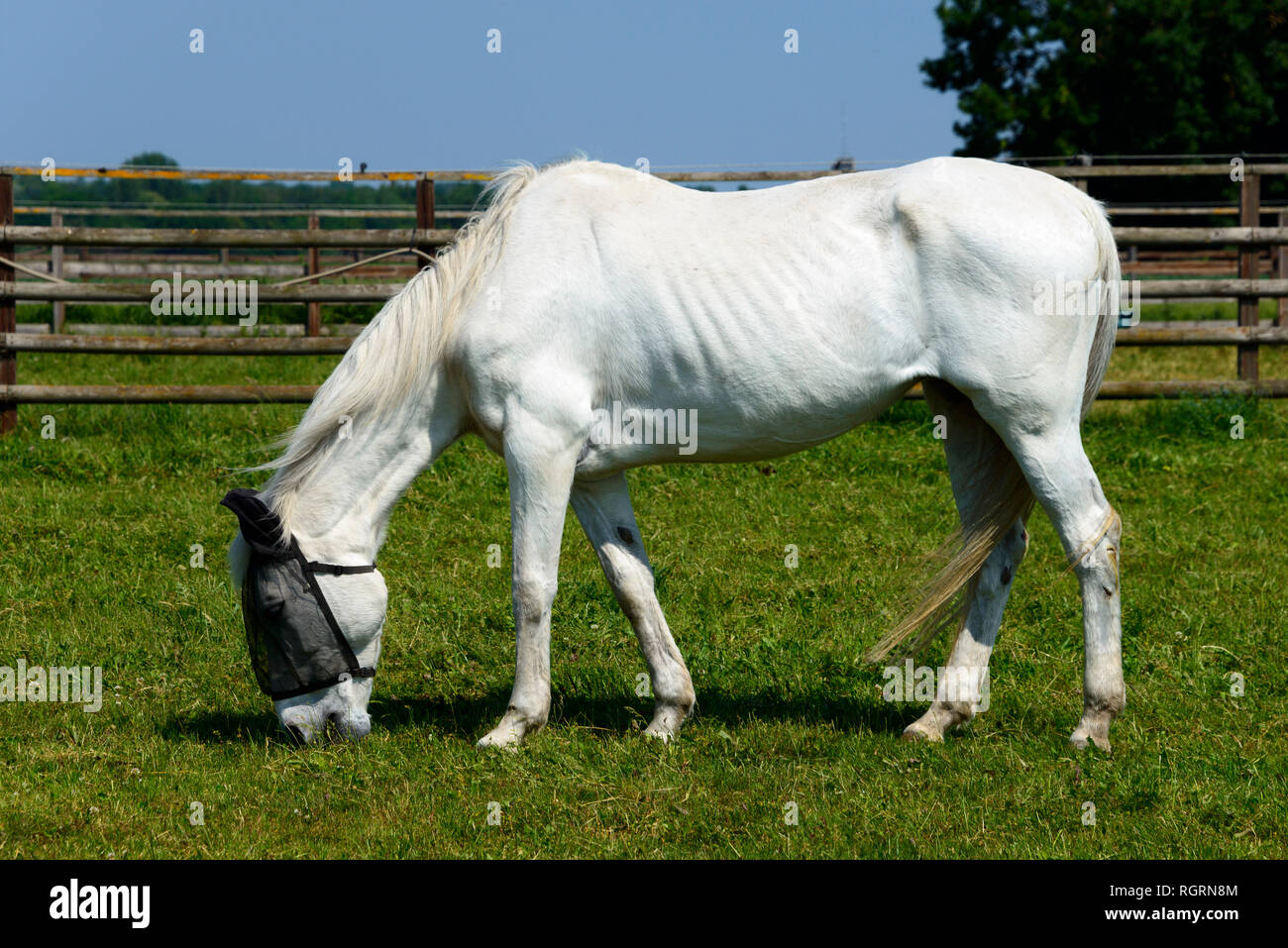 Cheval avec le contrôle des mouches, masque, Basse-Saxe, Allemagne Banque D'Images