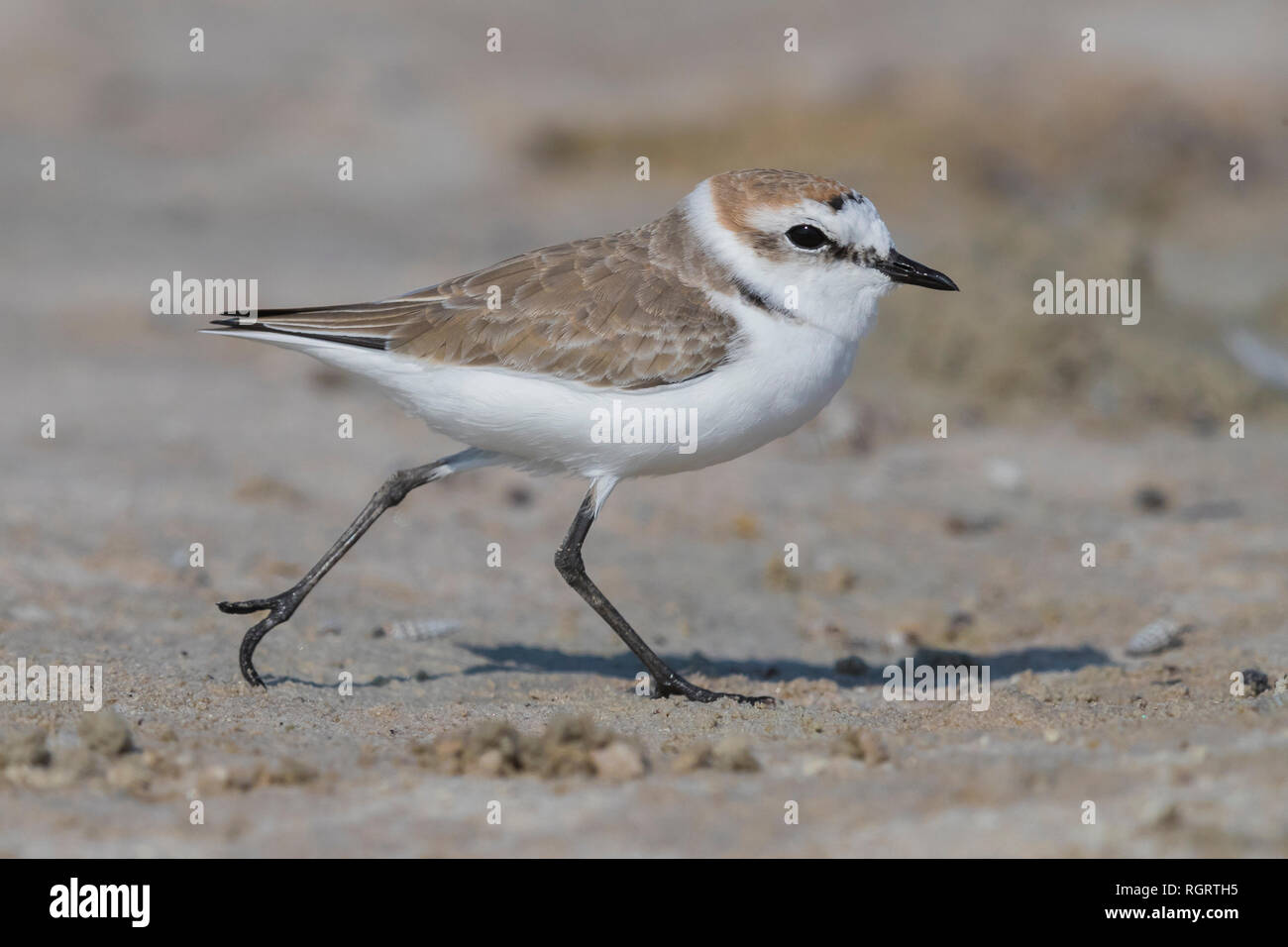 Kentish Plover (Charadrius alexandrinus), mâle adulte en plumage d'hiver s'exécutant sur une plage en Oman Banque D'Images