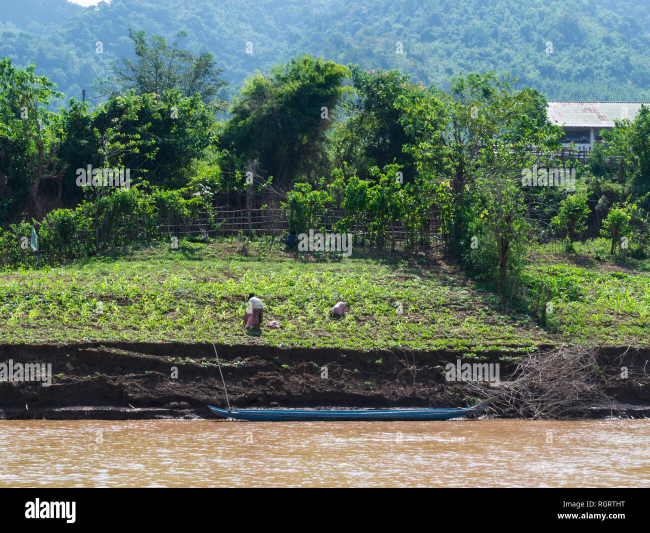 Femme laotienne de la récolte de cultures cultivées en sol fertile à côté de la rivière du Mékong Laos rivière érode progressivement Banque D'Images