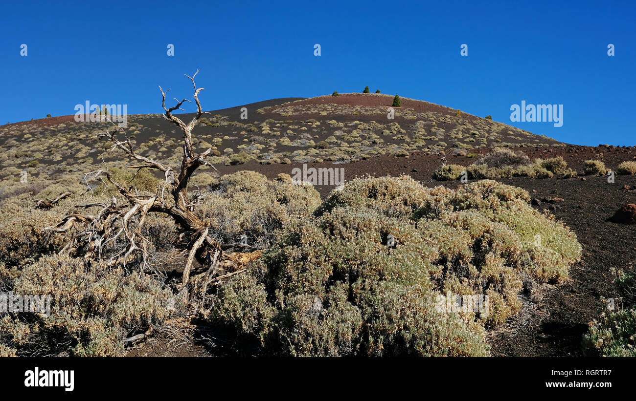 La végétation endémique au Parc National du Teide, l'insolite paysage de Montana Samara avec vues vers Pico del Teide, Pico Viejo et de Las Cuevas Negras Banque D'Images