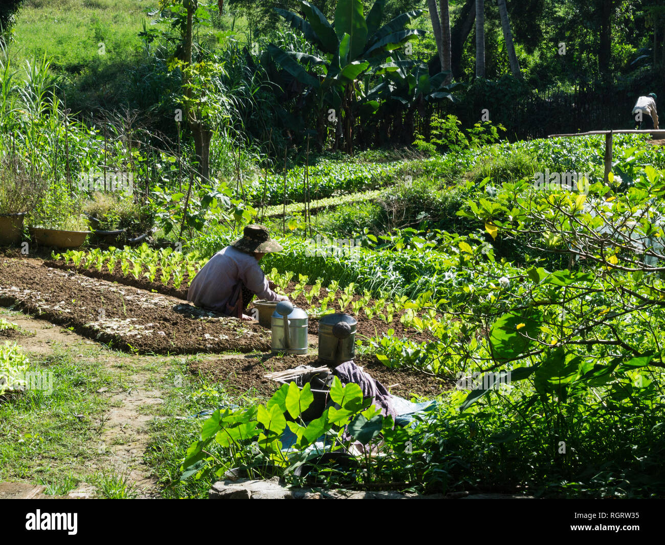 Femme laotienne la plantation des plantes de laitue dans culitivated petite parcelle de terre Asie Laos Luang Prabang Banque D'Images