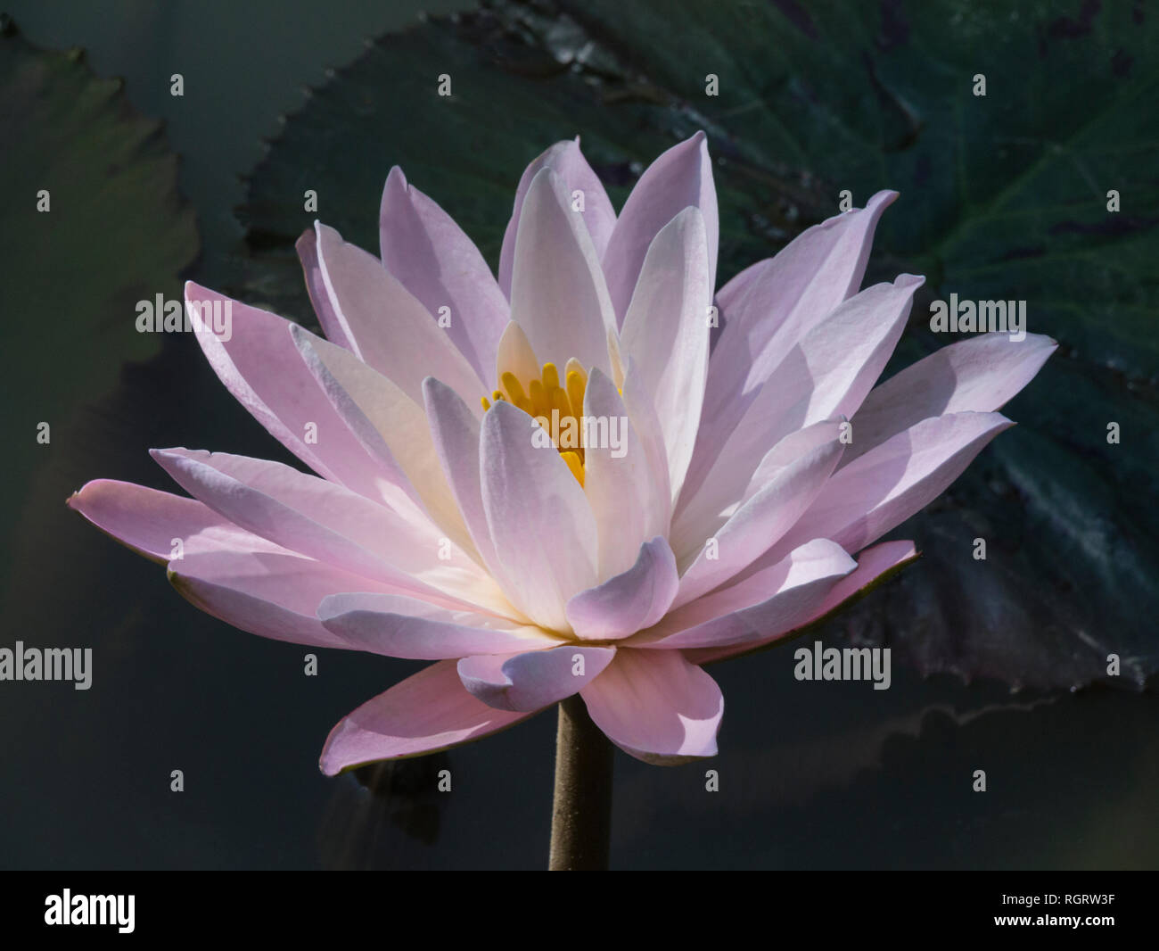 Fleur de lotus rose pâle fleurs de lotus sont l'un des huit symboles auspicieux du bouddhisme en Asie Laos Banque D'Images