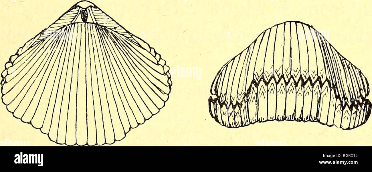 . Bulletin de la SociÃ©tÃ© belge de gÃ©ologie, de palÃ©ontologie et d'hydrologie. La géologie, la paléontologie. DE LA SÃNONIENNES MÃHAIGNE VALLÃE DE LA 3j Gastrochsena americana, Gabb. M. Hopzapfel dÃ©crit et figure sous ce nom (pl. VIII, fig. 9), des tubes coniques provenant du Hervien du Lusberg prÃ¨s d'Aix-la-Cha- pelle et que j'ai retrouvÃ©s dans le Hervien de Battice. Des tubes identiques also inexistant dans les matÃ©riaux d'EghezÃ©e et doivent par consÃ©to receive subséquents le mÃªme nom. BRACHIOPODES. Rhynchonella plicatilis, Sow. This espÃ¨ce, gÃ©nÃ©ralement citÃ©e sous les noms de R. e octoplicata Banque D'Images