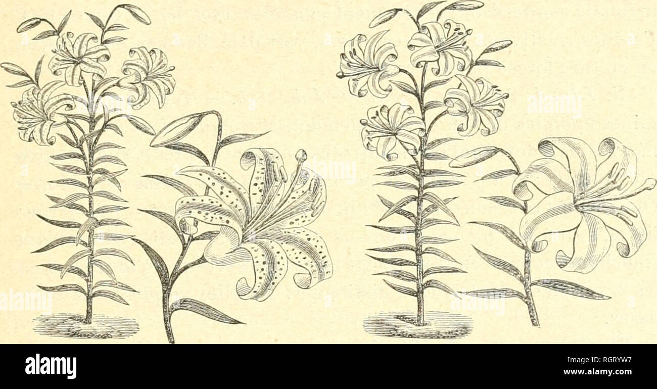 �clat de fleurs