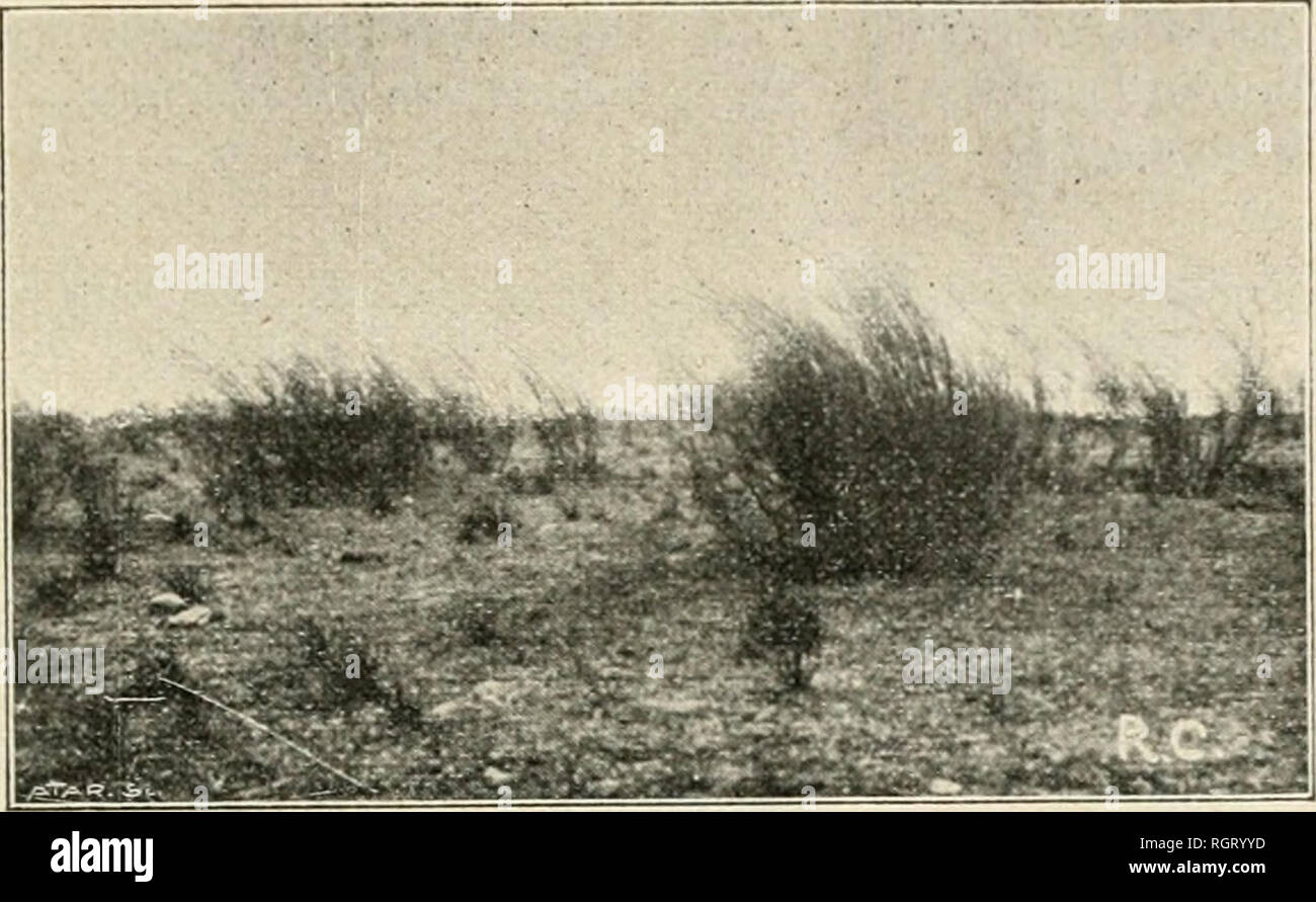 . Bulletin de la Société botanique de Genve. Les plantes ; les plantes -- Suisse. (9) l. CIIODvr. KXCUUSIONS BOTAMQLKS ^1 repose vient saluer avec du sang de digiiilÃ© et d'amajjililÃ © les botanistes genevois. Nous un[)|)ren(iii (jue le W. Navas. professeur au CollÃ ge¨jÃ©suite de San Salvador, veut bien venir nous cberclier le lendemain Ã la premiÃ¨re heure et nous servir de guide. La premiÃ¨re visite est Ã la colline de IJella-Yista. Chemin faisant nous rÃ©in coltons le long d'un talus rocailleux : fMmuim amplexicaule L. Calcitdula arveusis [.. CainphorosonKi Hutschinaia petrxn tnoiispeUaca L. Banque D'Images