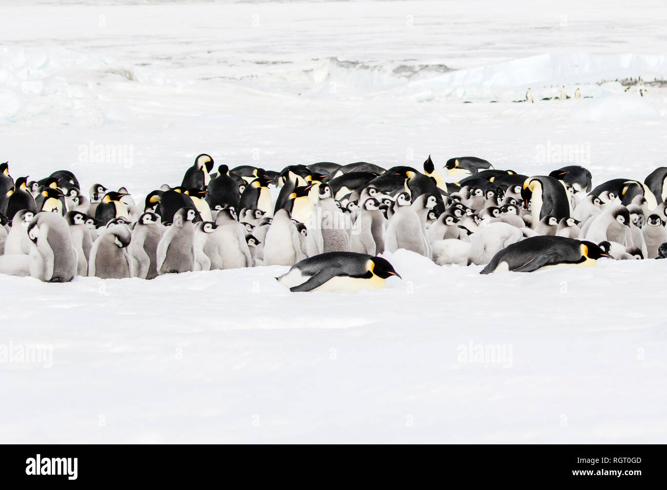 Manchot Empereur (Aptenodytes forsteri), la plus grande espèce de pingouin, élever leurs poussins sur la glace de mer à Snow Hill Island, l'Antarctique Banque D'Images