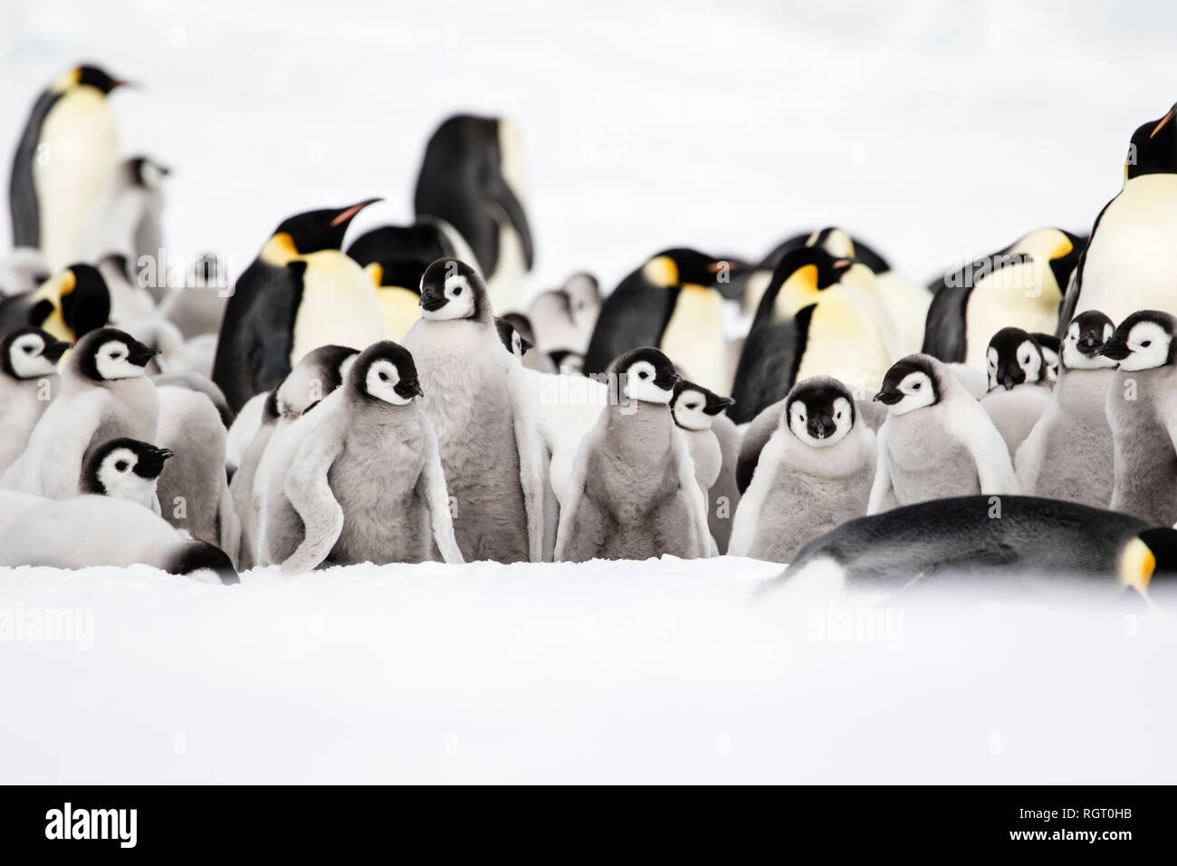 Adorable manchot empereur (Aptenodytes forsteri) poussins sur la glace de mer à Snow Hill Island, l'Antarctique Banque D'Images