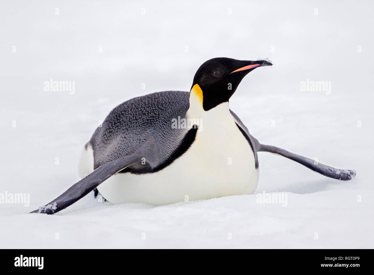 Manchot Empereur (Aptenodytes forsteri), la plus grande espèce de pingouin, élever leurs poussins sur la glace de mer à Snow Hill Island, l'Antarctique Banque D'Images