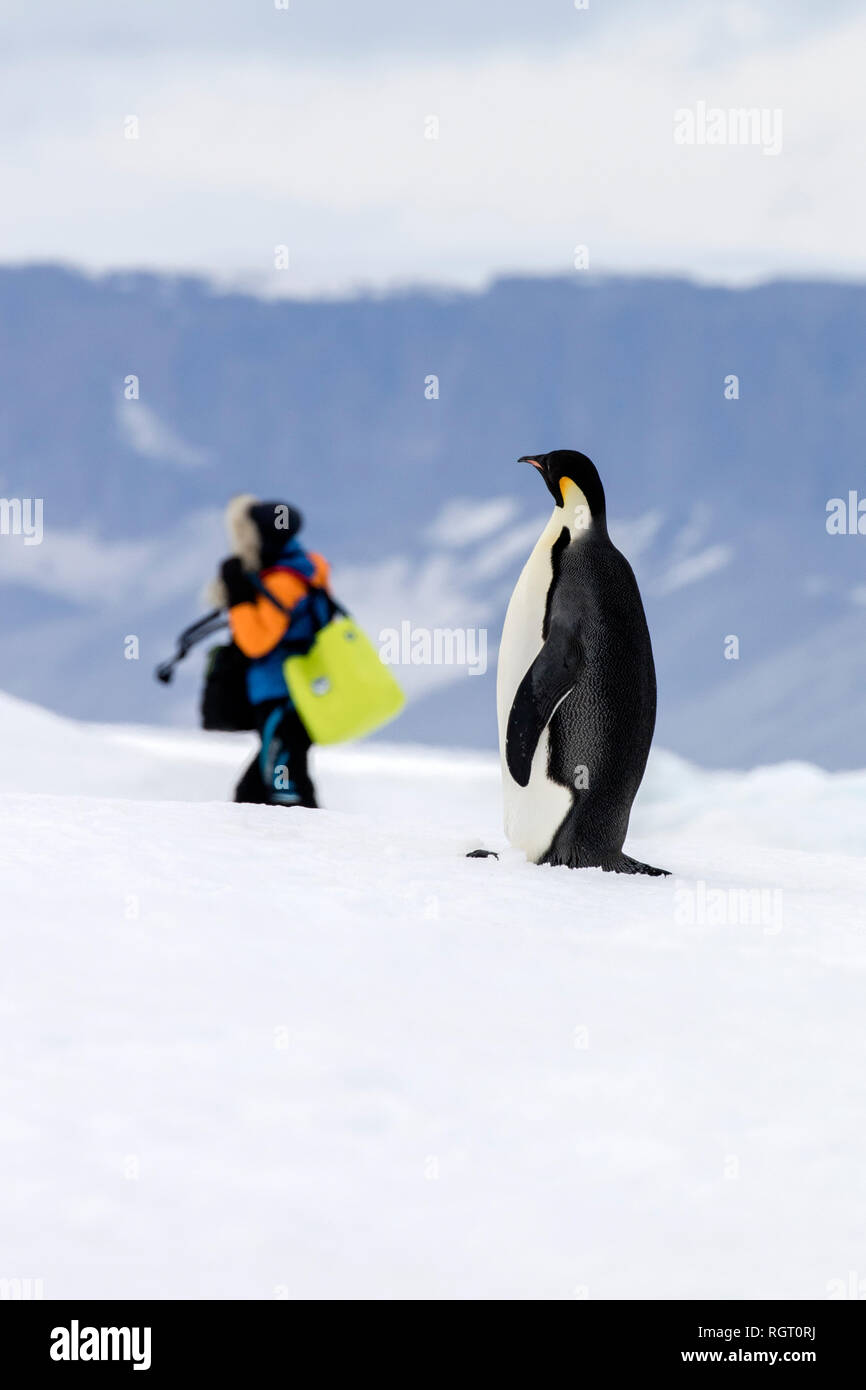 Illusion photo de manchot empereur l'affichage utilisateur humain de loin, comme si le pingouin est aussi grand qu'un humain Banque D'Images