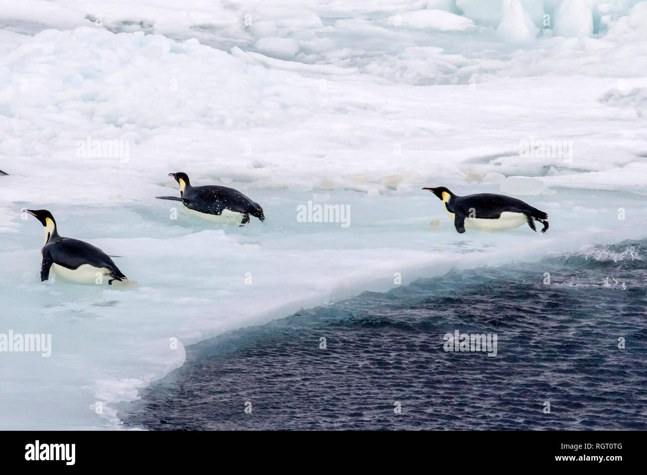 Manchot Empereur (Aptenodytes forsteri), revenant de la chasse en mer à nourrir leurs oisillons sur la glace de mer à Snow Hill Island, l'Antarctique Banque D'Images