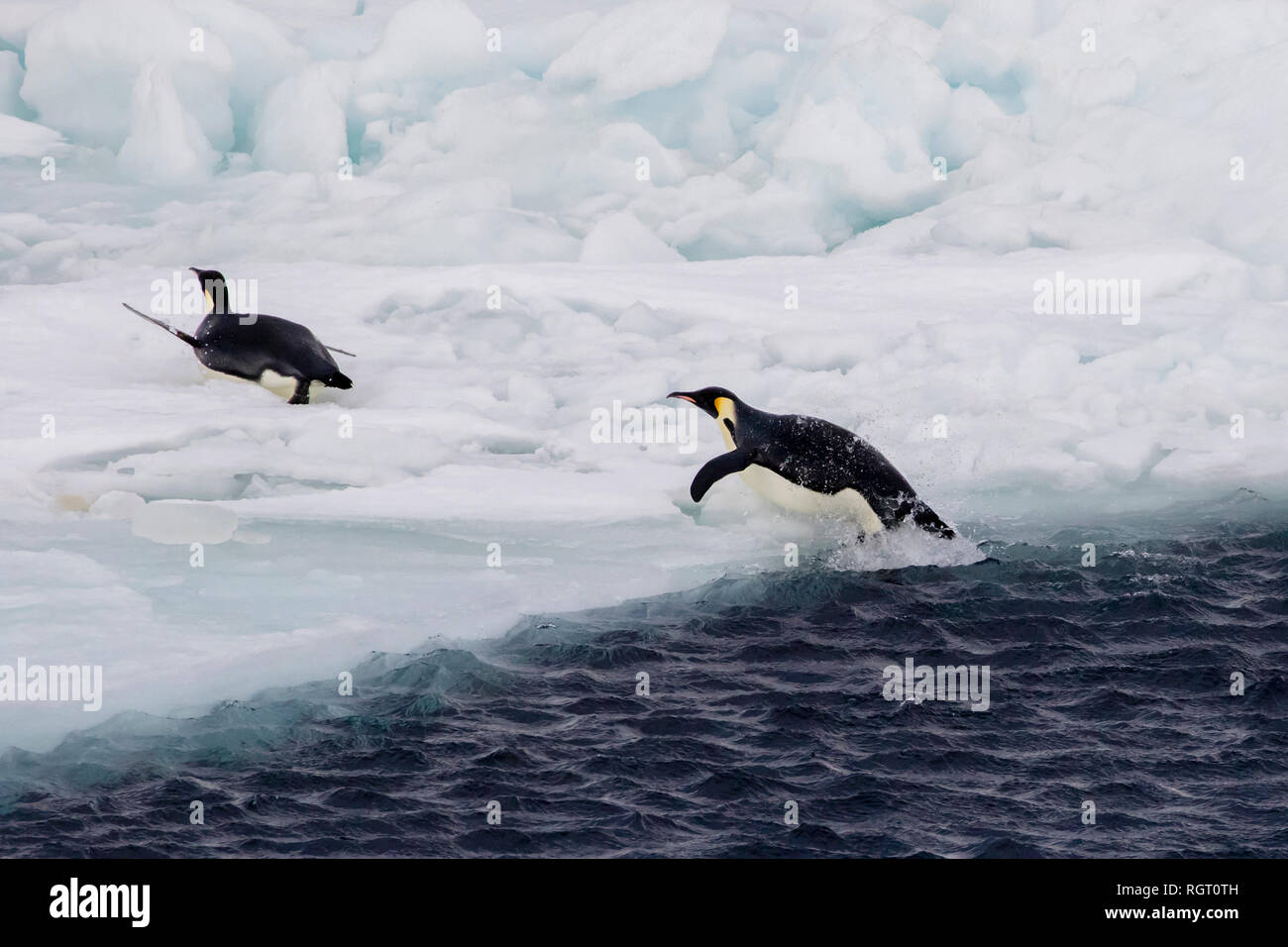 Manchot Empereur (Aptenodytes forsteri), revenant de la chasse en mer à nourrir leurs oisillons sur la glace de mer à Snow Hill Island, l'Antarctique Banque D'Images