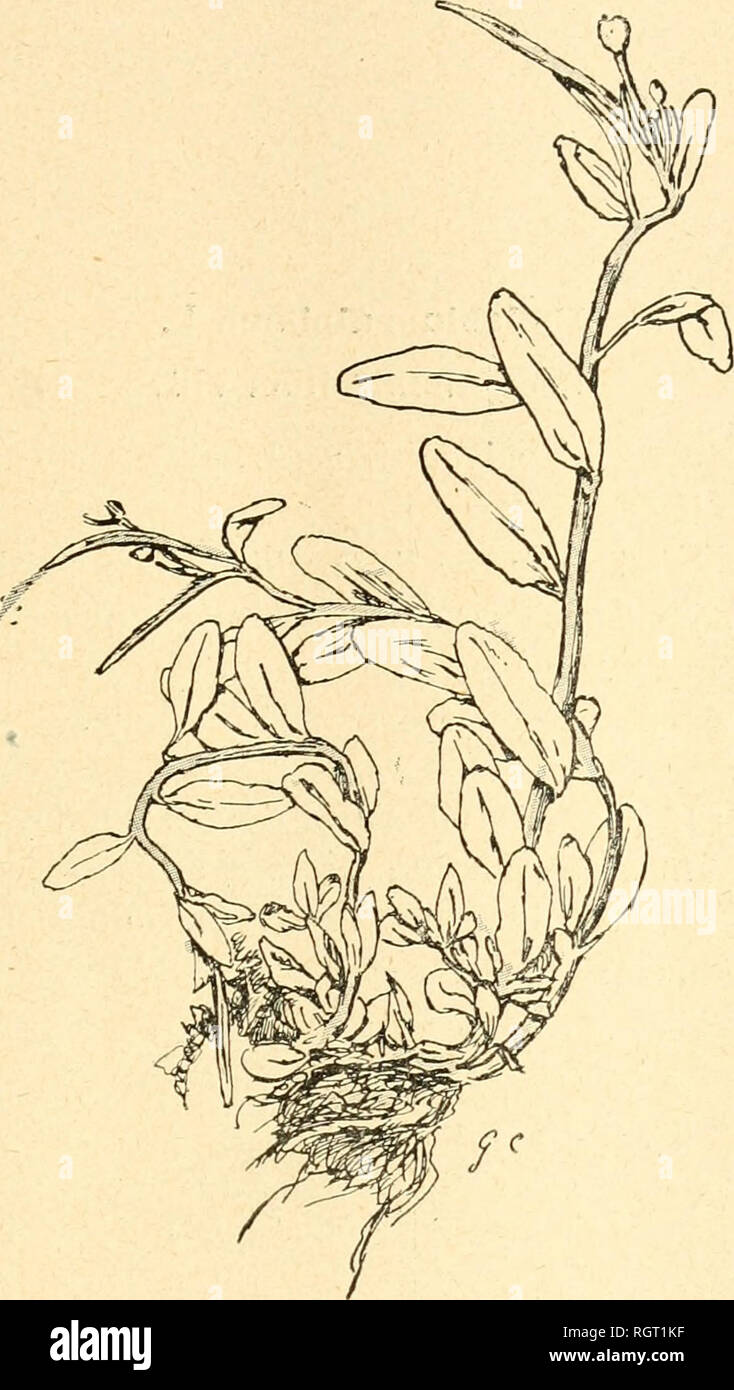 . Bulletin de l'Acadmie internationale de gographie botanique. Phytogéographie ; écologie végétale ; plantes ; plantes -- l'Europe. MONOGRAPHIE DU GENRE EPILOBIUM 2DD. Epilobium anagallidifolium Course L. alpinum Lamk. D'après l'herbier de VAcadémie. (Grandeur naturelle).. Veuillez noter que ces images sont extraites de la page numérisée des images qui peuvent avoir été retouchées numériquement pour plus de lisibilité - coloration et l'aspect de ces illustrations ne peut pas parfaitement ressembler à l'œuvre originale.. Acadmie internationale de gographie botanique. Le Mans : Impr. Edmond Monnoyer Banque D'Images