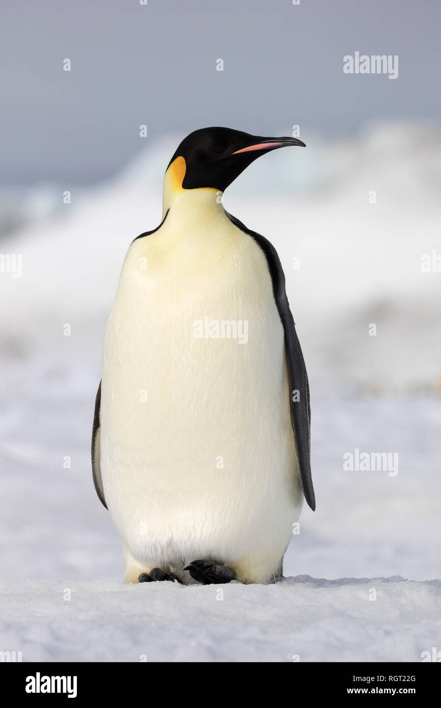 Manchot Empereur (Aptenodytes forsteri), la plus grande espèce de pingouin, élever leurs poussins sur la glace de mer à Snow Hill Island, l'Antarctique Banque D'Images